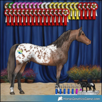 Horse Color:Bay Appaloosa Rabicano