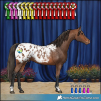 Horse Color:Bay Appaloosa Rabicano 