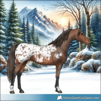 Horse Color:Bay Appaloosa Rabicano