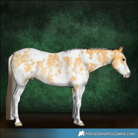 Horse Color:White Spotted Buckskin Sabino Rabicano 