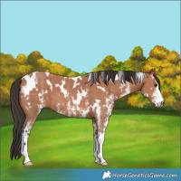 Horse Color:White Spotted Bay Sabino