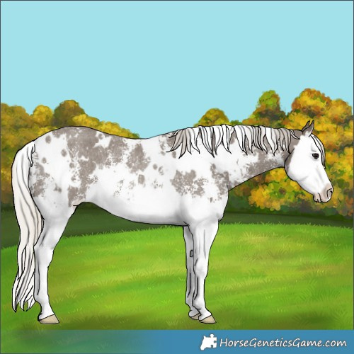 Horse Color:White Spotted Silver Smoky Black Sabino Splash Rabicano 