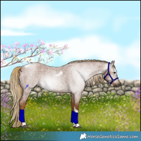 Horse Color:Gray Red Roan Tobiano Rabicano