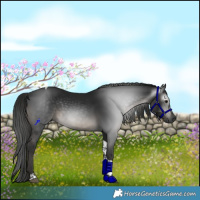 Horse Color:Gray Black Tobiano Rabicano 