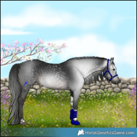Horse Color:Gray Black Tobiano Rabicano