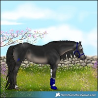 Horse Color:Gray Black Tobiano Rabicano