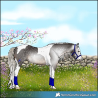 Horse Color:Gray Silver Black Splash Tobiano Rabicano 