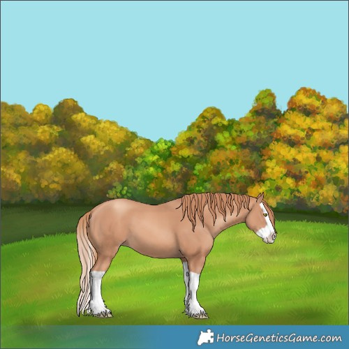 Horse Color:Gold Champagne Splash