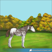 Horse Color:Liver Chestnut Sabino Splash Appaloosa