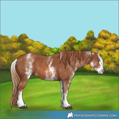Horse Color:White Spotted Chestnut Splash