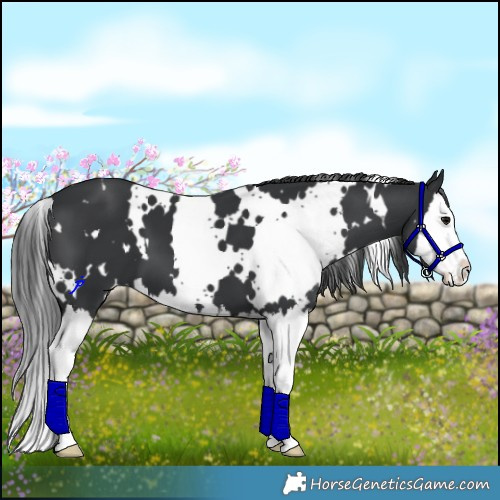 Horse Color:White Spotted Black Splash