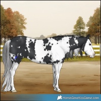 Horse Color:White Spotted Black Splash 