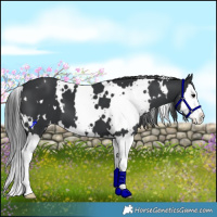 Horse Color:White Spotted Black Splash 