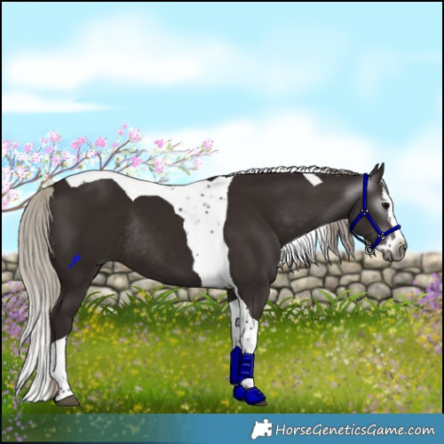Horse Color:Gray Silver Black Splash Tobiano Rabicano 
