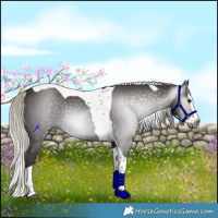 Horse Color:Gray Silver Black Splash Tobiano Rabicano 