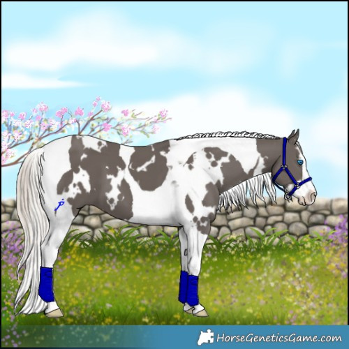 Horse Color:White Spotted Silver Black Splash Tobiano