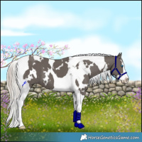 Horse Color:White Spotted Silver Black Splash Tobiano 