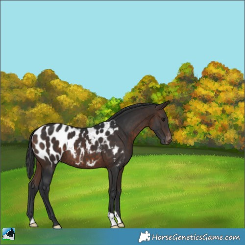 Horse Color:Bay Appaloosa 