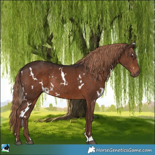 Horse Color:White Spotted Liver Chestnut Rabicano 