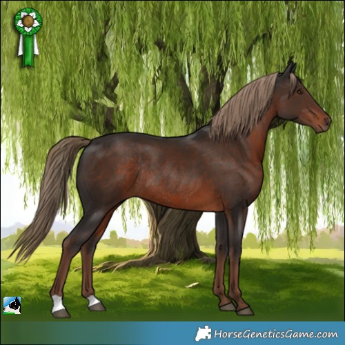 Horse Color:Liver Chestnut Rabicano 