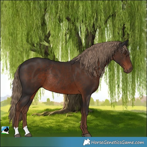 Horse Color:Liver Chestnut Rabicano 