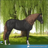 Horse Color:Liver Chestnut Varnish 