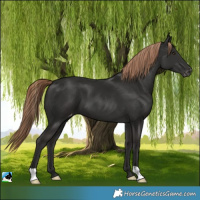 Horse Color:Liver Chestnut Appaloosa
