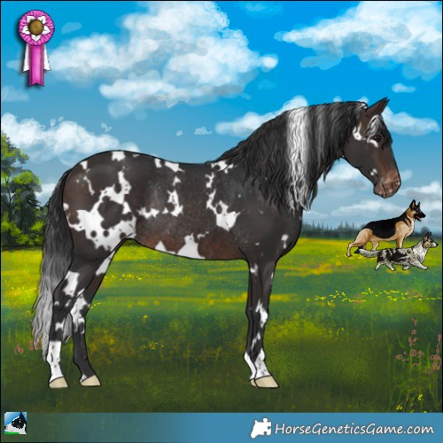 Horse Color:White Spotted Brown Varnish Rabicano 