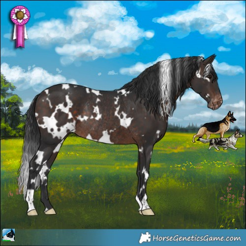Horse Color:White Spotted Brown Appaloosa Rabicano 