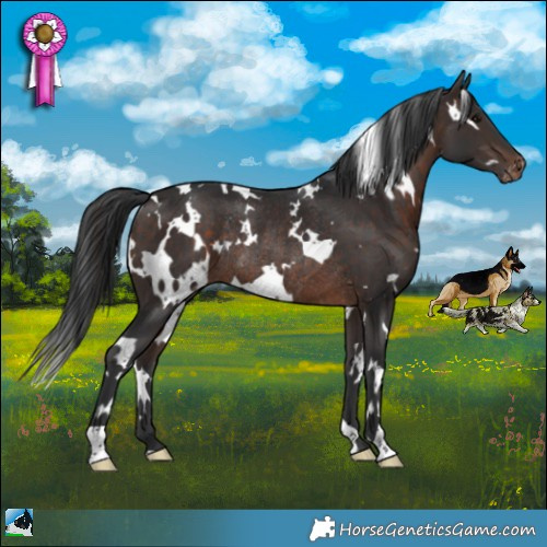 Horse Color:White Spotted Brown Appaloosa Rabicano 