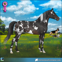Horse Color:White Spotted Brown Appaloosa Rabicano 