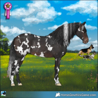 Horse Color:White Spotted Brown Blanket Rabicano 