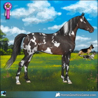 Horse Color:White Spotted Brown Appaloosa Rabicano 