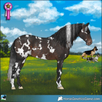 Horse Color:White Spotted Brown Appaloosa Rabicano