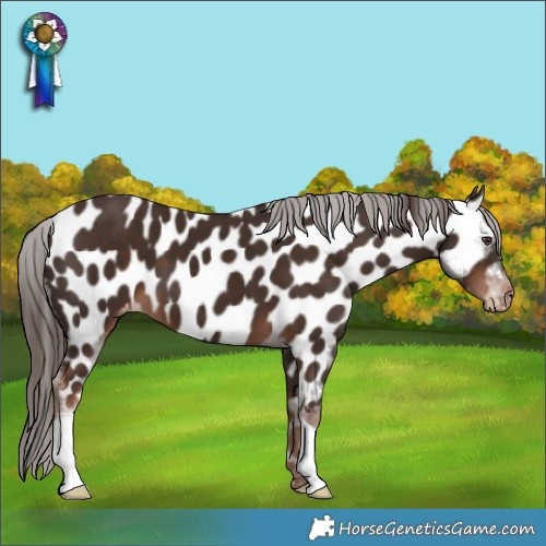 Horse Color:Liver Chestnut Appaloosa 