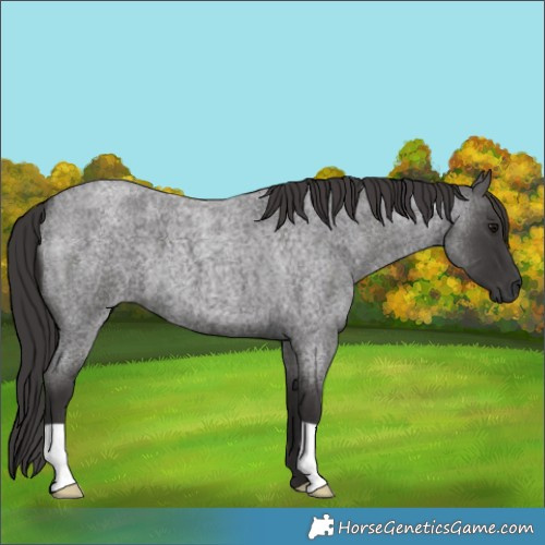 Horse Color:Smoky Blue Roan 