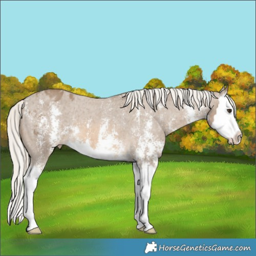 Horse Color:Chocolate Palomino Sabino Splash Appaloosa 
