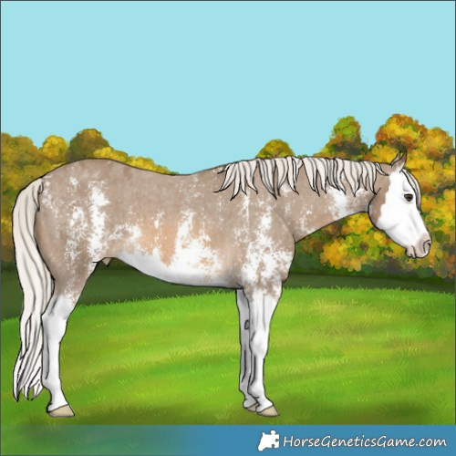 Horse Color:Chocolate Palomino Sabino Splash Blanket 