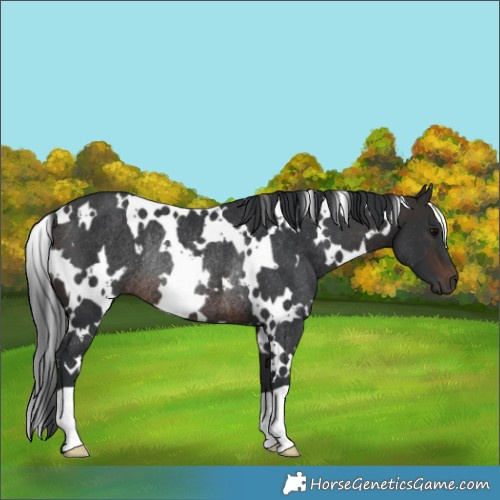 Horse Color:White Spotted Brown Rabicano 