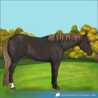 Horse Color:Liver Chestnut 