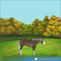 Horse Color:Gray White Spotted Silver Brown Dun 