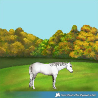 Horse Color:Gray White Spotted Silver Brown Dun