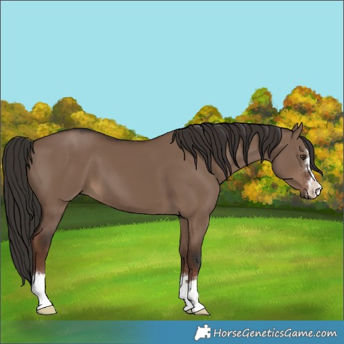 Horse Color:Liver Red Dun 