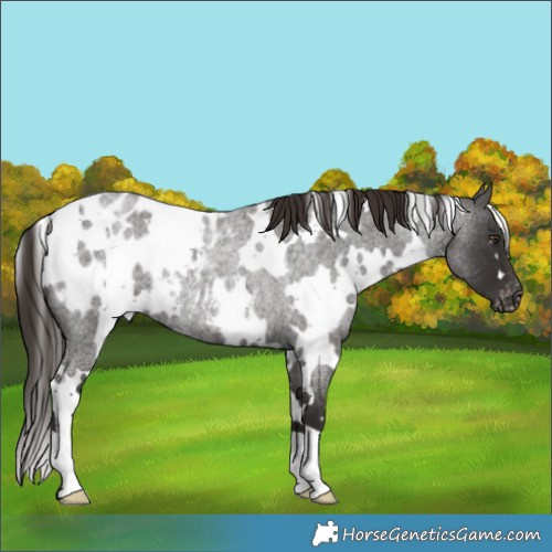 Horse Color:White Spotted Liver Red Roan Appaloosa Rabicano 