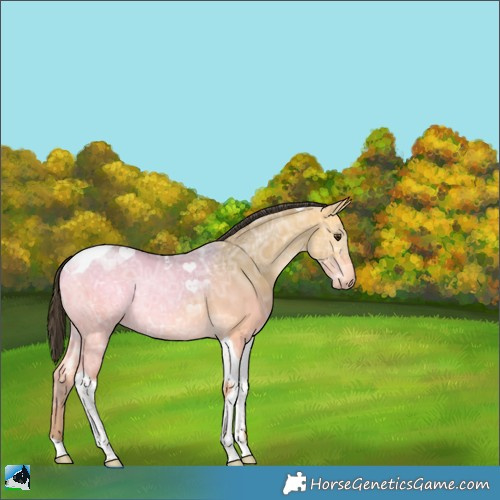 Horse Color:Buckskin Ice Dun Tobiano Rabicano 
