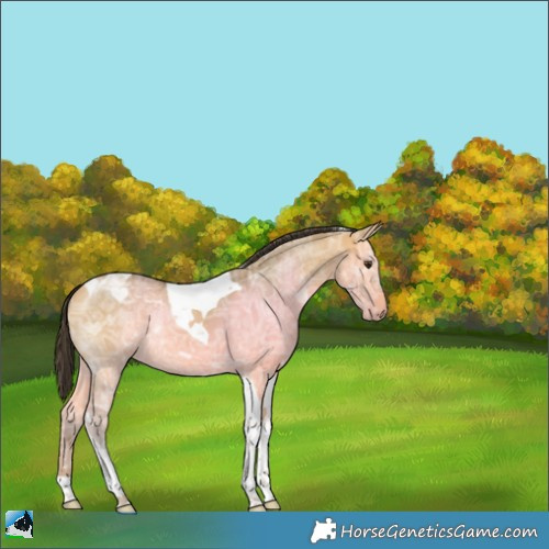 Horse Color:Buckskin Ice Dun Tobiano 