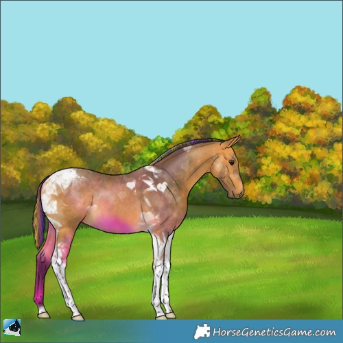 Horse Color:Painted Buckskin Tobiano 