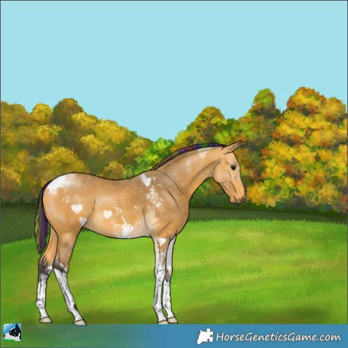 Horse Color:Painted Buckskin Tobiano Rabicano 