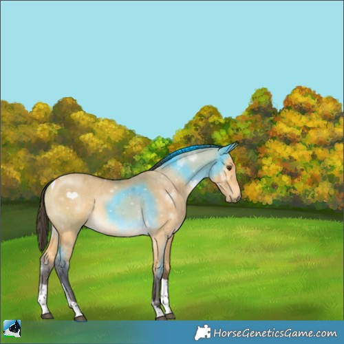 Horse Color:Buckskin Dun Tobiano Rabicano 