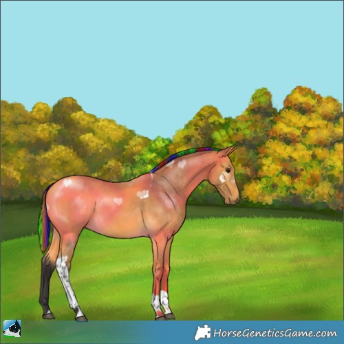 Horse Color:Painted Buckskin Tobiano